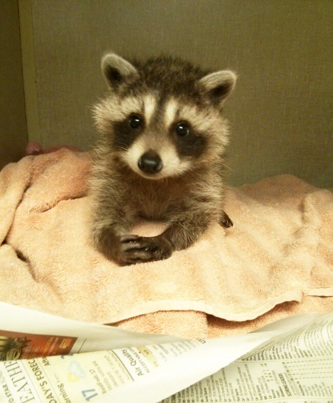 А теперь присядь и объясни мне, почему в твоём доме нет печенек.
