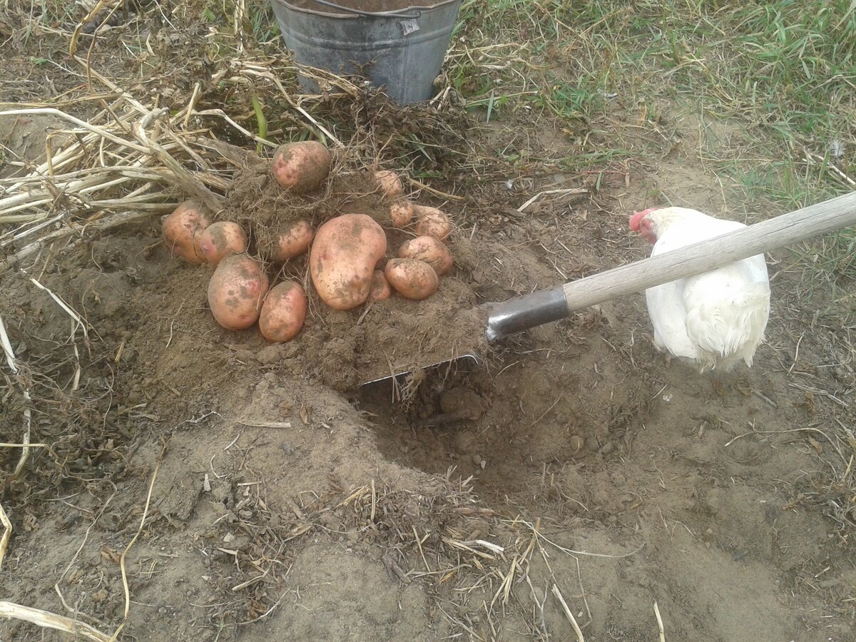 Первый куст комом.