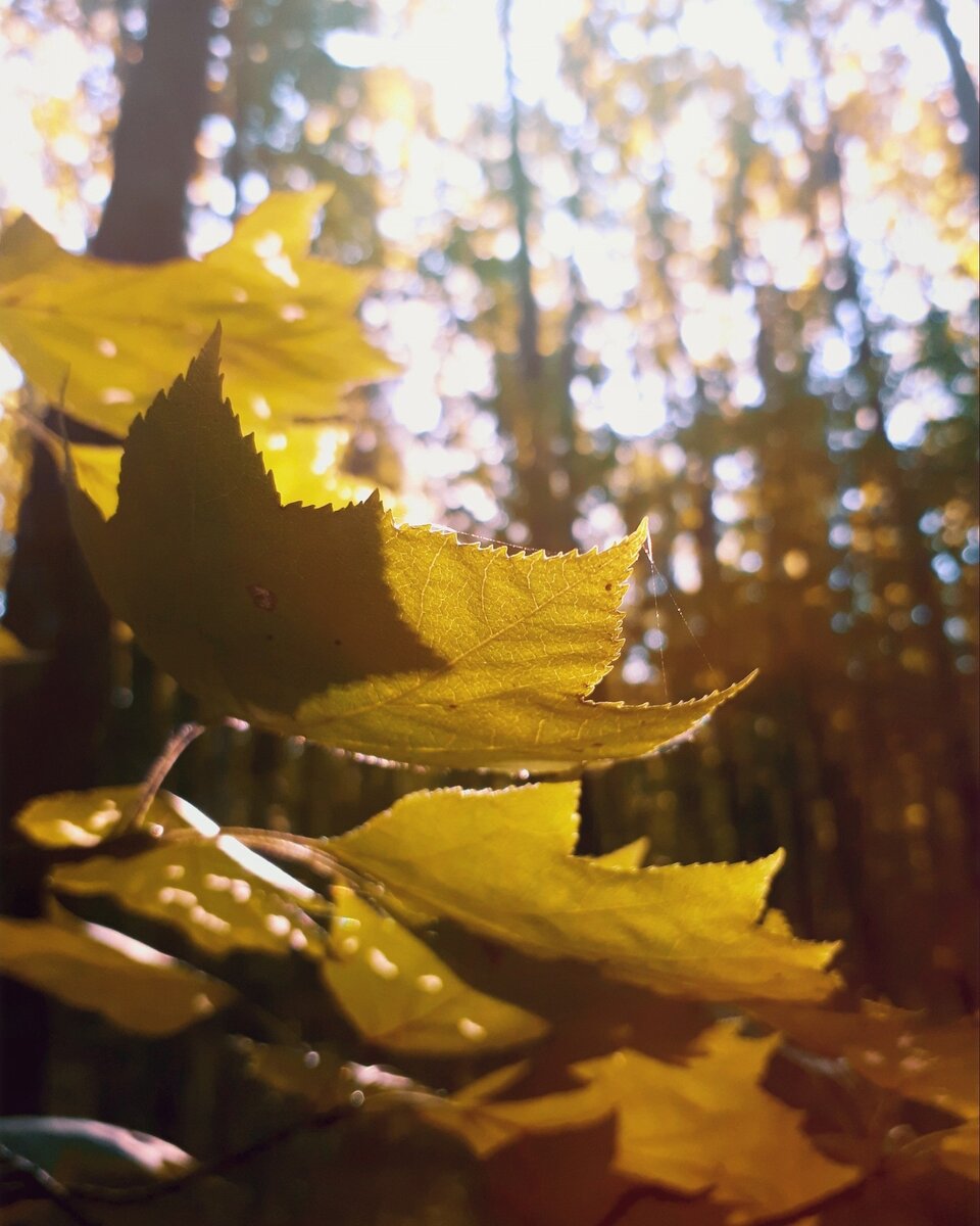 Утро в осеннем лесу (с) 
