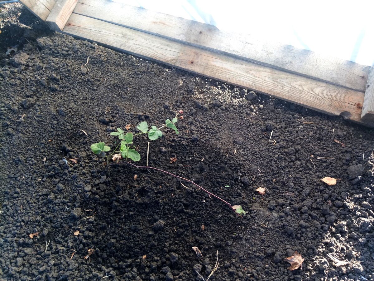 Высаженный осенью кустик ежевики под временным укрытием