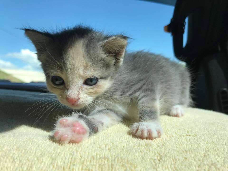 Плач котенка звук