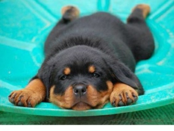 Картинка взята из раздела "Яндекс.Картинки". 
 