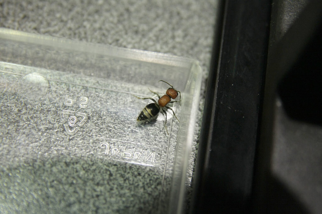 Оса-немка или бархатный муравей (Myrmilla erythrocephala). Фото: Андрей Помидорров. Снято в Динском районе