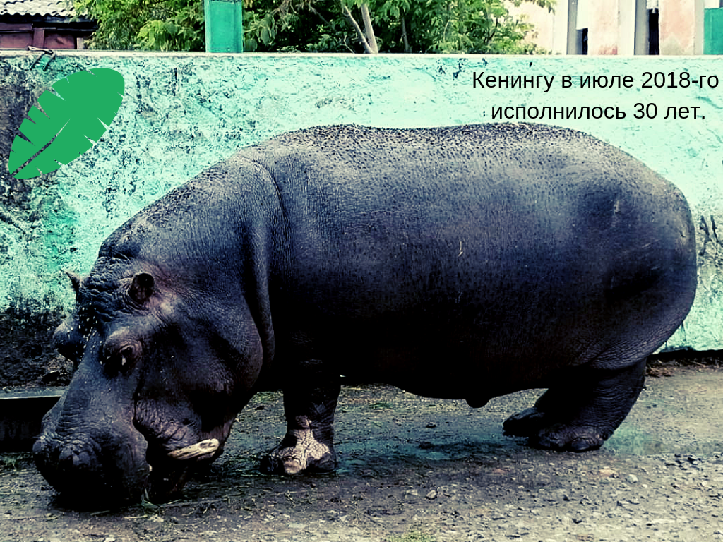 Бегемот Кенинг, самый северный бегемот в мире. Большереченский сельский зоопарк, Омская область.
