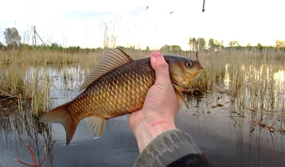 В таких местах часто держится карась