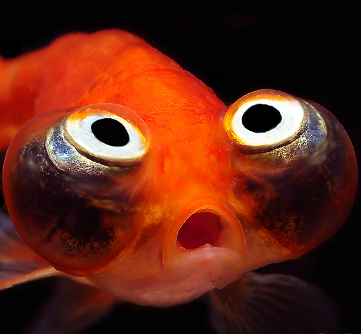 Ем глаза рыбы. Звездочет рыбка аквариумная. Аквариумная рыбка телескоп Звездочет. Золотая рыбка Звездочет. Телескоп Звездочет рыбка.