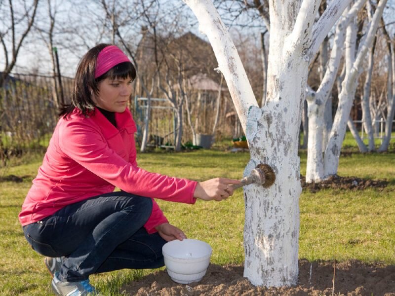 Зачем белят деревья и как выполнять эту процедуру правильно