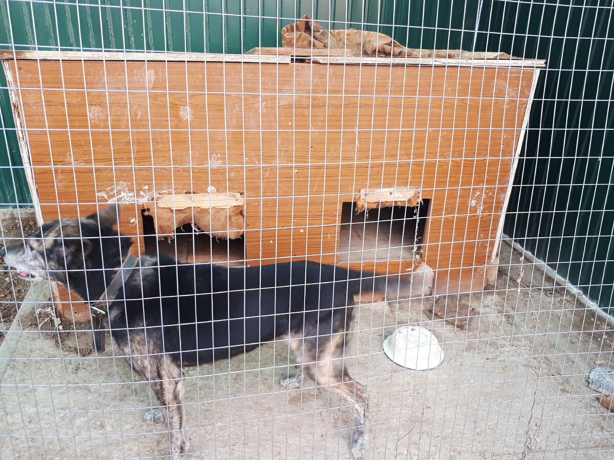 Это наш Джек.