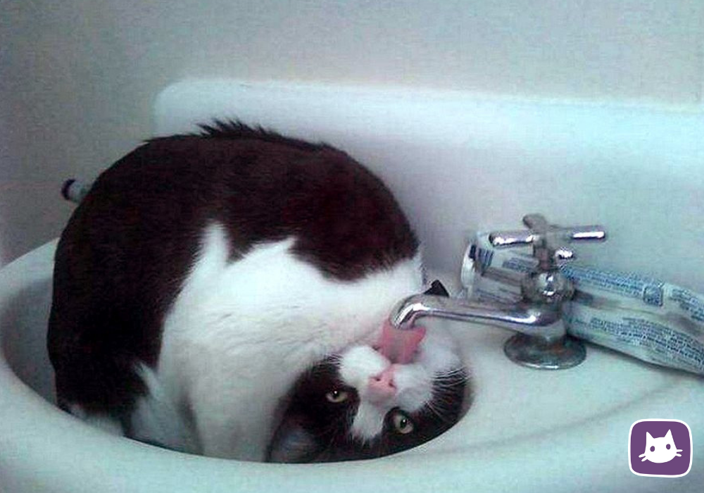 Как научить кошку пить воду с миски