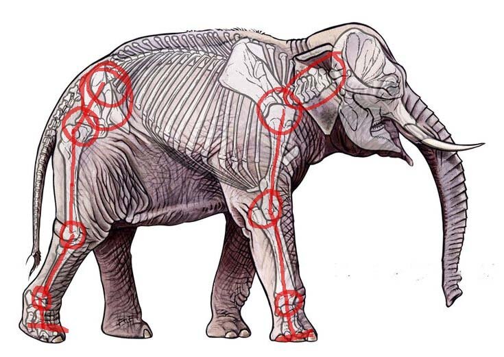 на рис. отмечены подвижные суставы, которые нам понадобятся. 
