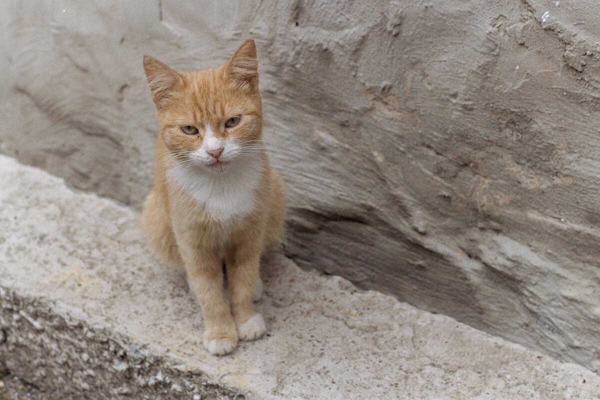 Вот например злой котик