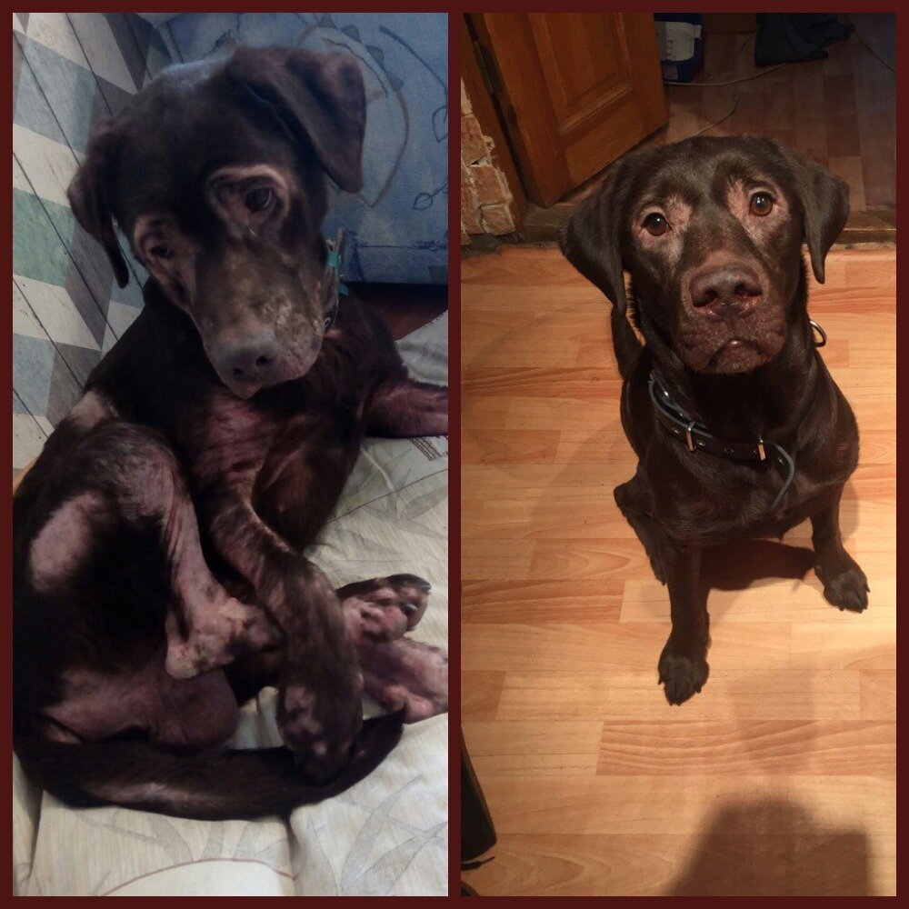 Шубка терялась по всему телу Халка.