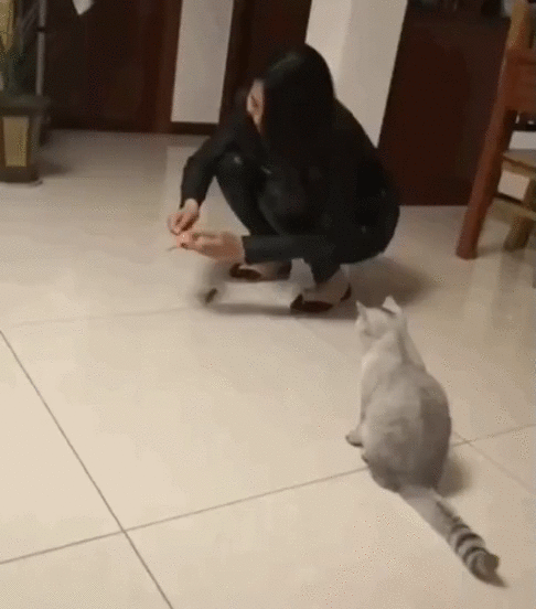 Мадагаскарский лемур, или нет?