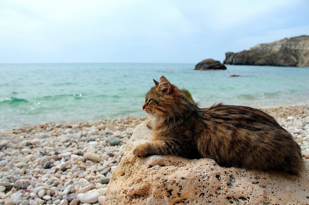 Кошек можно встретить на диких пляжах и зимой и летом.