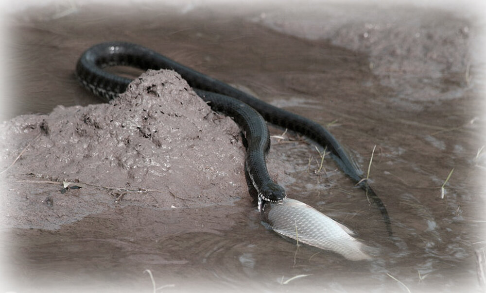 Много змей в воде. Водный уж и гадюка. Водяные змеи страшные. Речные змеи. Змеи в реке.