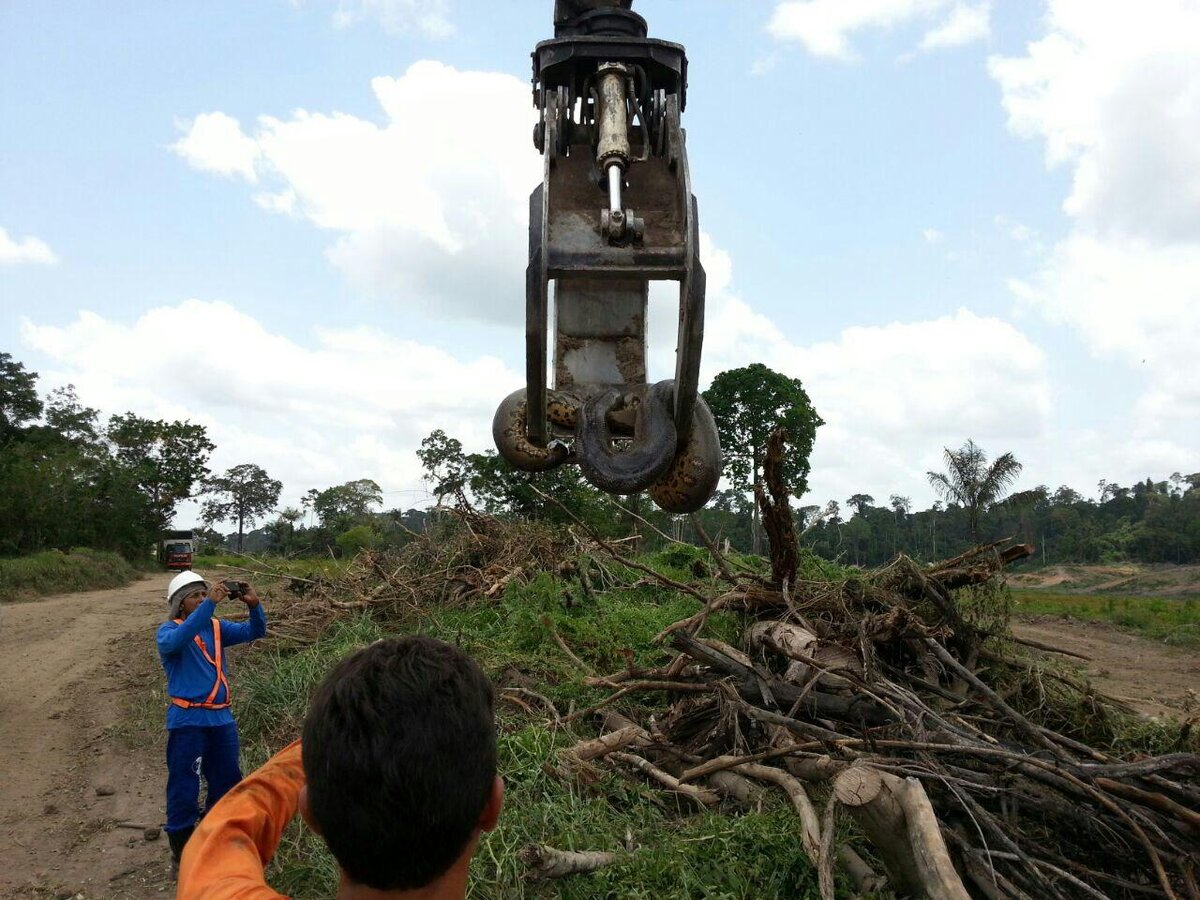 Анаконда длина более 10 метров 