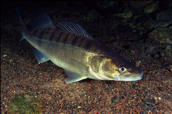 Источник: https://yandex.ru/images