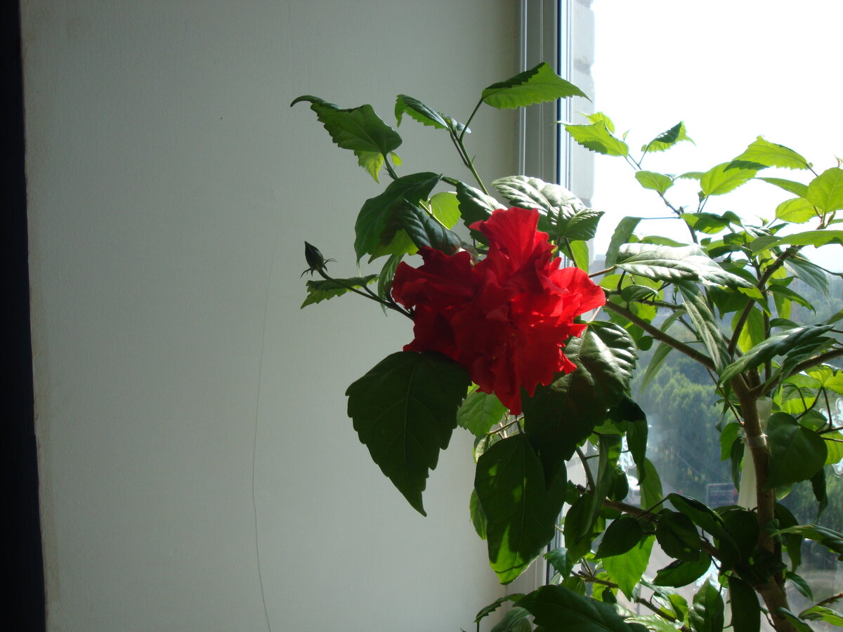 Вот такие красные-прекрасные цветы вырастают под чутким руководством котика.