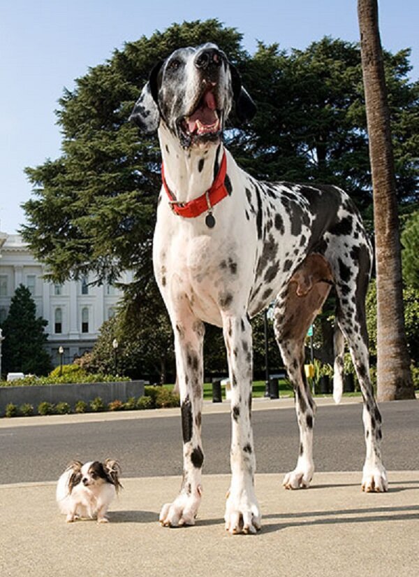 Самые высокие собаки по версии книге рекордов Гиннеса | DOG-Pro | Дзен
