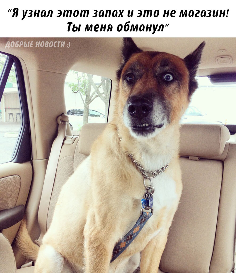 собака ехал человека. счастливые в автомобиле. собачий велосипед. собака в очках. человек с собакой в машине.