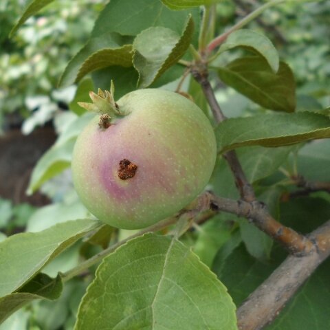Почему яблоки опадают с яблони до созревания в июле: основные причины