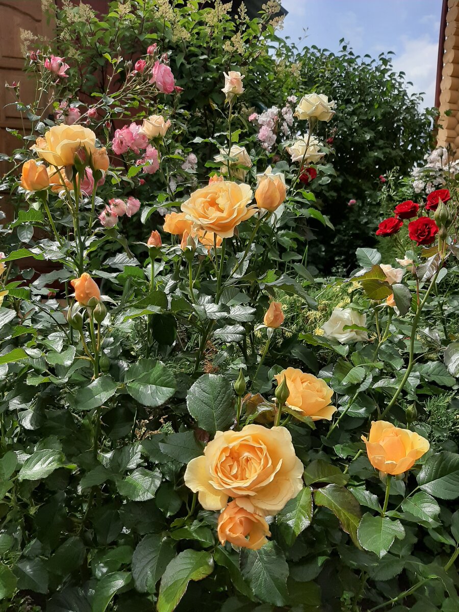 На переднем плане флорибунда Амбер Куин (Янтарная королева). 13.07.2019.