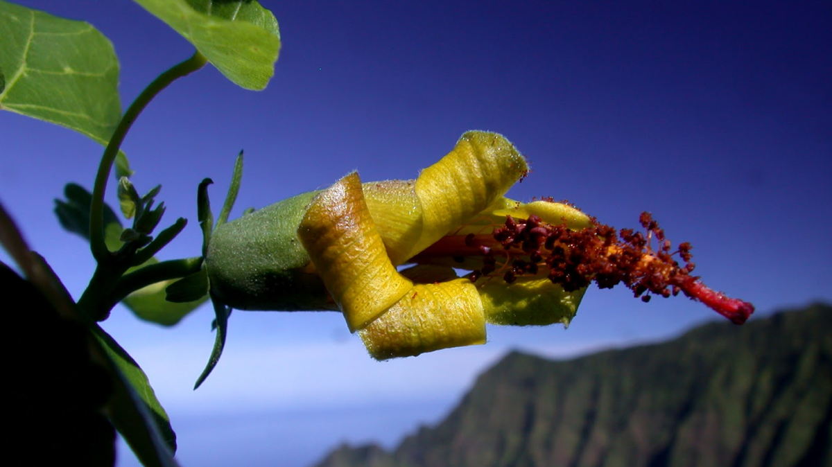 Фото: Kenneth R. Wood / National Tropical Botanical Garden