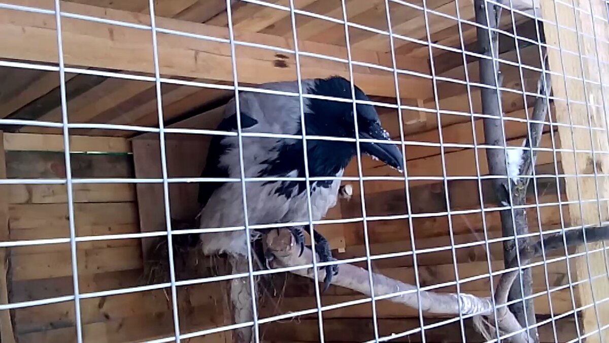 фото из галереи youtube.com