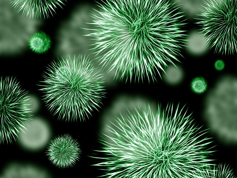 https://cdn.pixabay.com/photo/2014/08/25/09/26/bacteria-426997_960_720.jpg