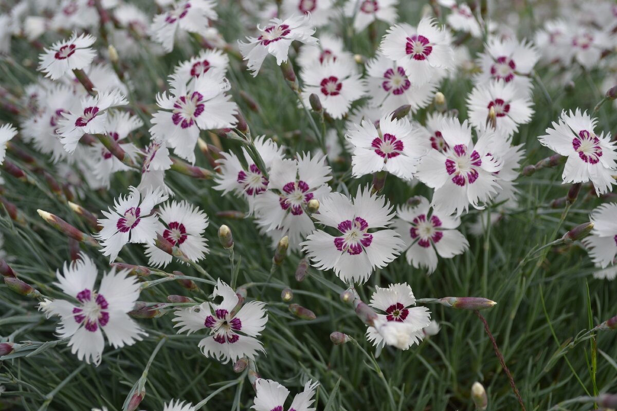 Гвоздика Dianthus Doris