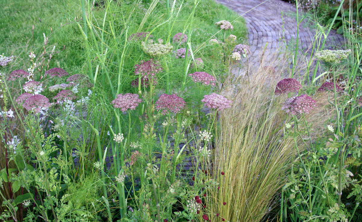 Дикая морковь фиолетовый поцелуй 