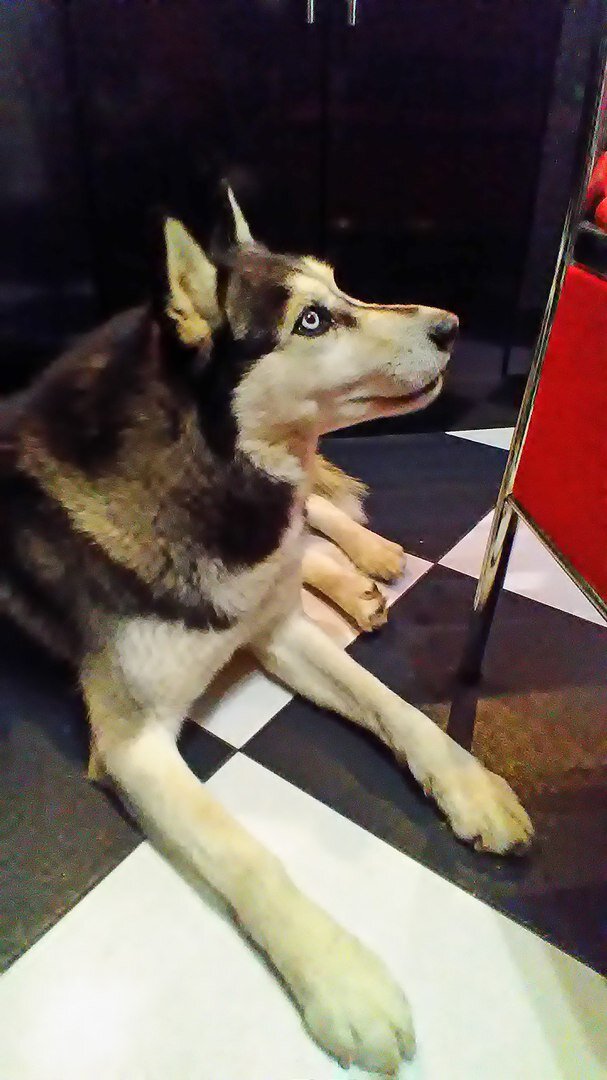 Это и есть Норд, сын Чемпиона мира. Наш проказник. Фото мое.