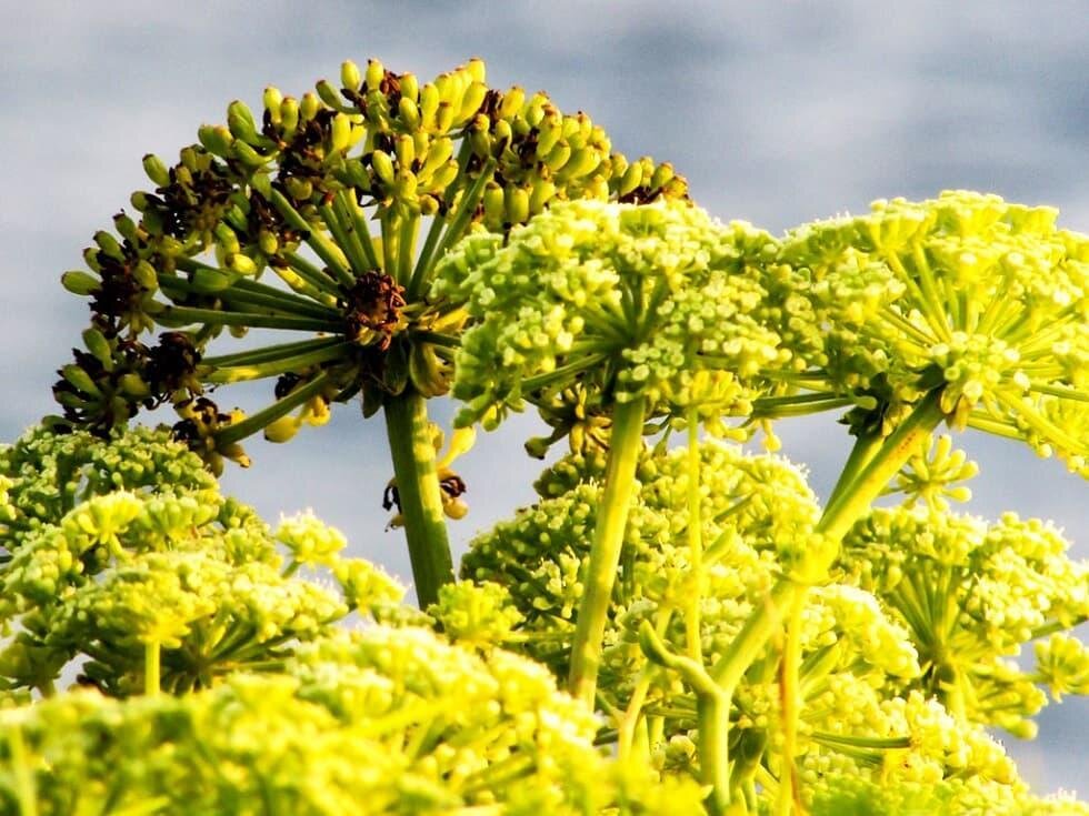 ферула вонючая