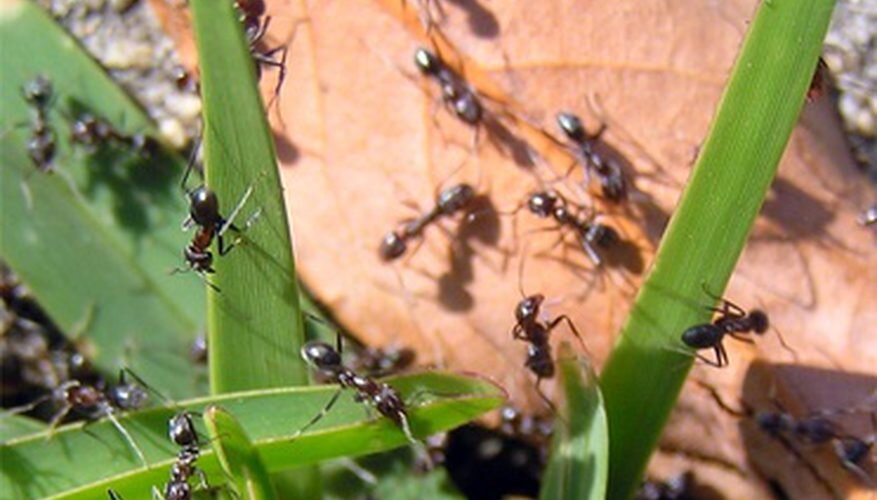 Борьба с муравьями. От муравьёв на огороде. Муравьи на даче. Садовые муравьи на Гряде и дома.