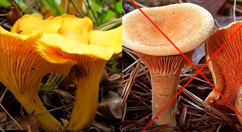 Микродозинг псилоцибиновых грибов — Shroomok | Выращиваем грибы дома