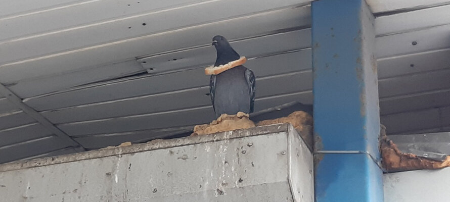 Фото с https://stolicaonego.ru/news/v-petrozavodske-golub-pridumal-originalnyj-sposob-poedanija-hleba-fotofakt/