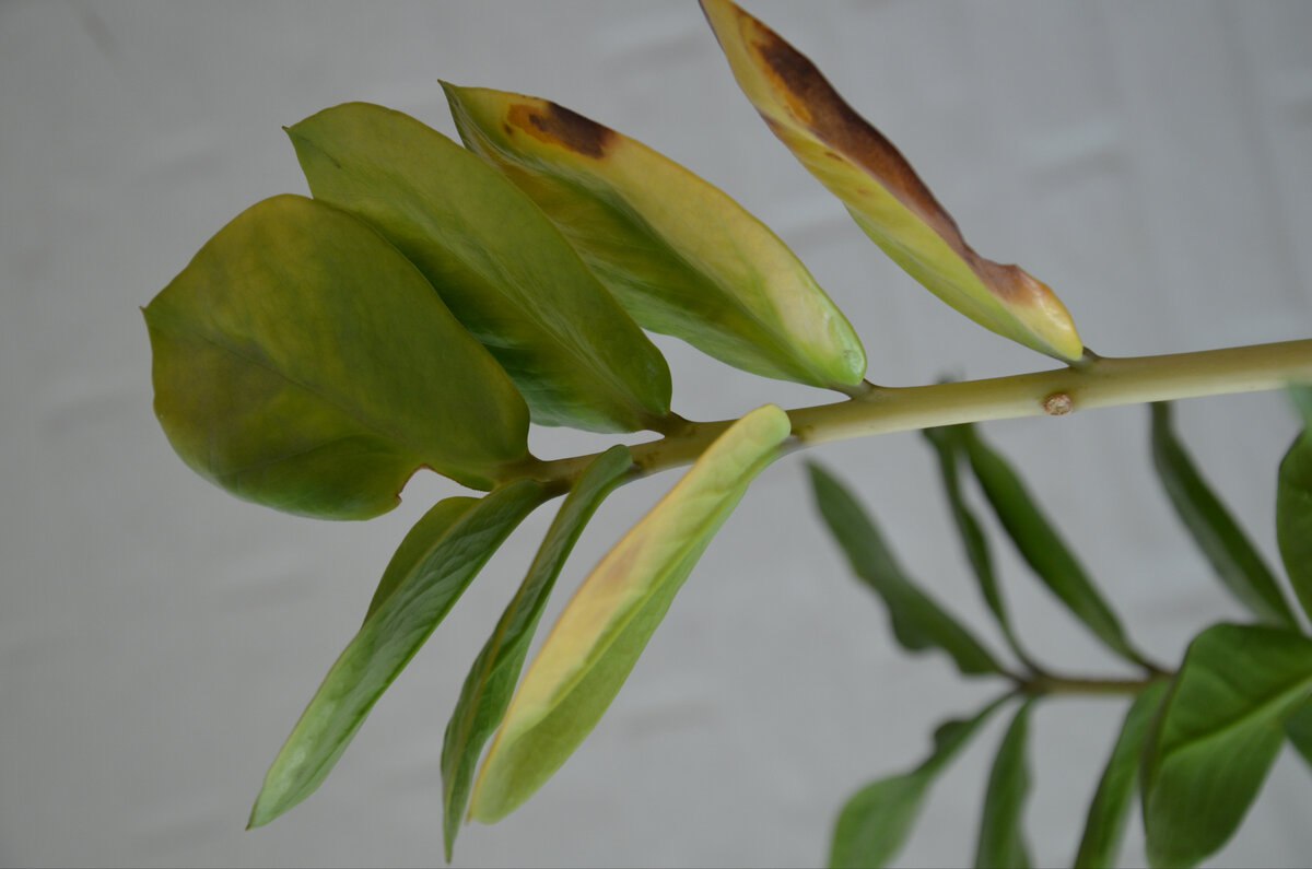 Замиокулькас вариегатный (Zamioculcas variegate)