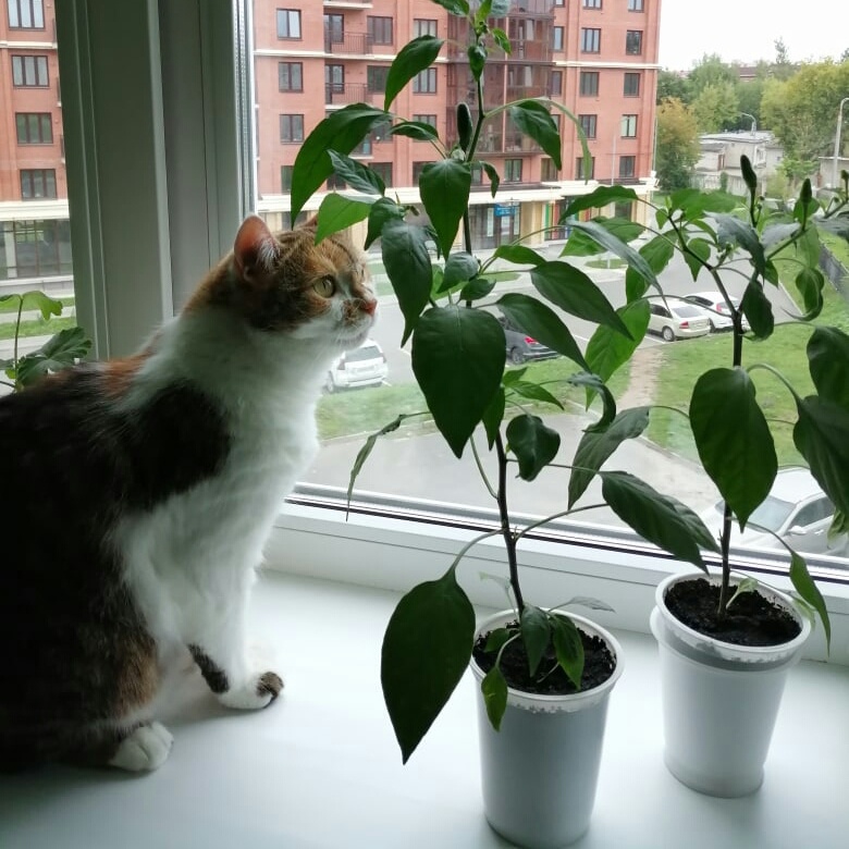 Кошка Милана 