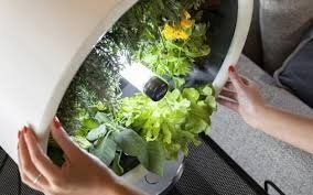 В саду Ротофарм выращивают овощи без почвы