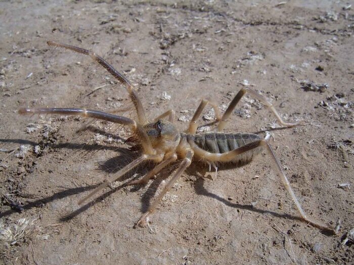 Практически незаметны на песчаной местности (фото не моё).