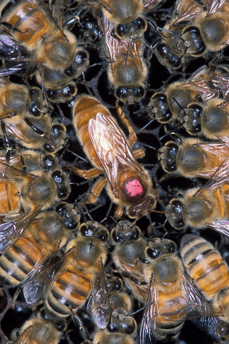 Как в Швейцарии разводят пчелиных маток