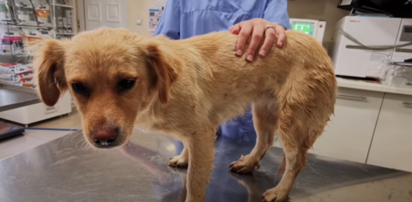 Чудесное спасение!