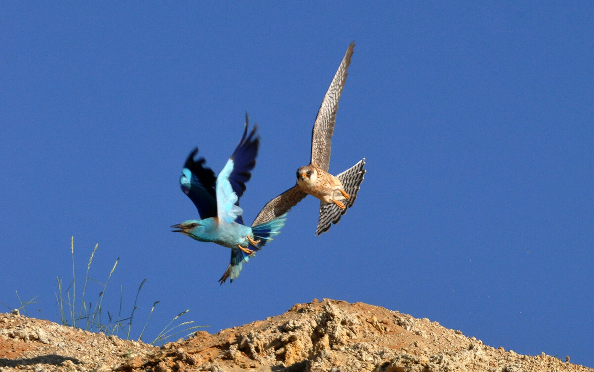 Сизоворонка и самка кобчика. Территориальный спор. 