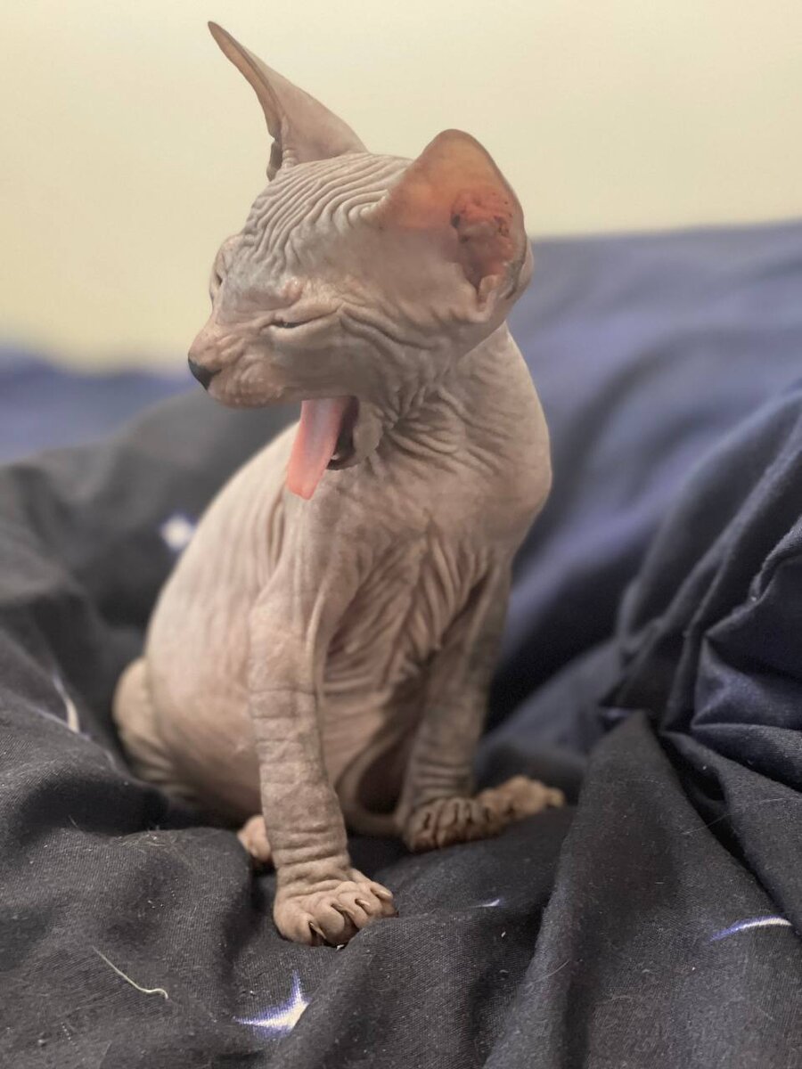 На данном фото моему котенку 1 месяц