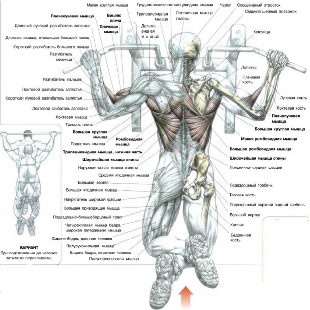 Подтягивания. Отличное упражнение для мощной и широкой спины. Подходит для  зала и улицы. | Идеальное тело 🔥💣😋 | Дзен