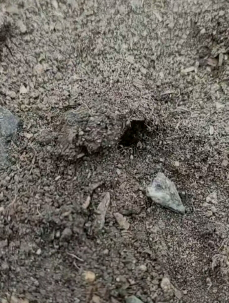 Муравейник