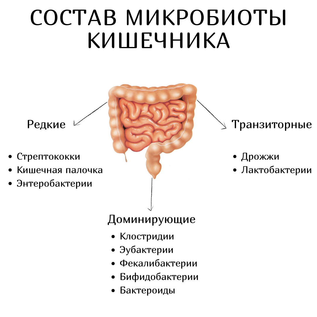 Микробиота тонкой кишки