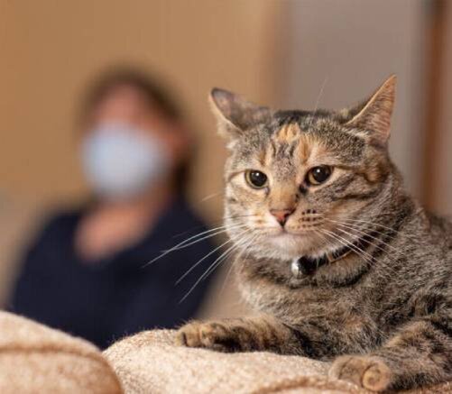 Может ли кошка заразиться от человека коронавирусом | Лапа помощи | Дзен
