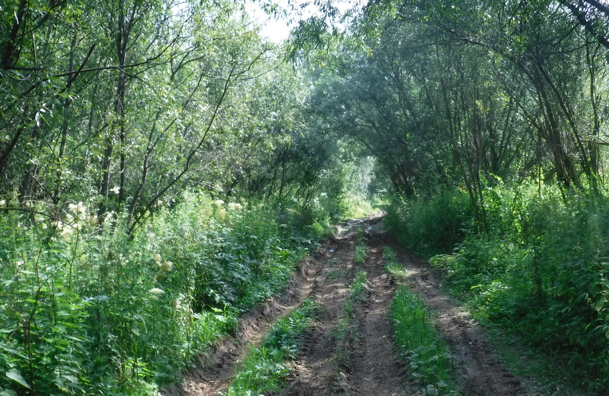 Ивовые кусты в прибрежной части поймы смыкаются над головой, превращая дорогу в «трубу». 2019 г.