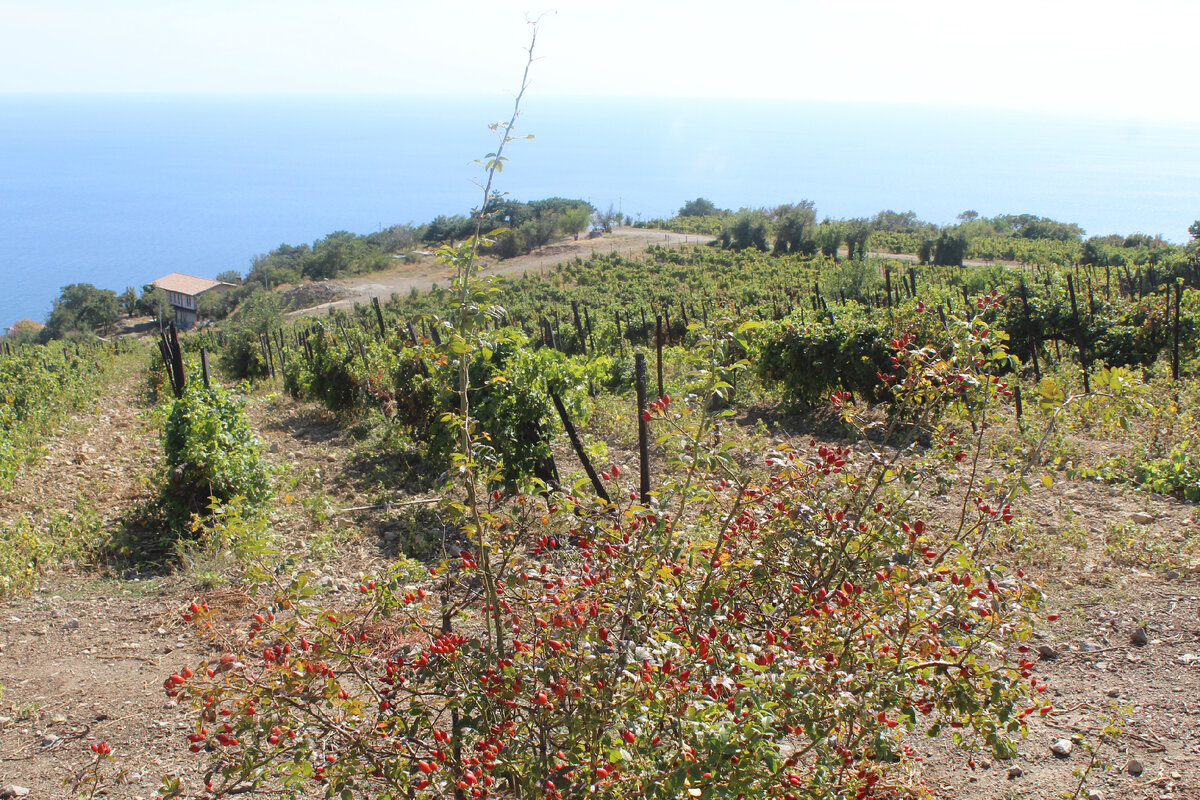 Виноградники и живописный вид на море. Фото автора.